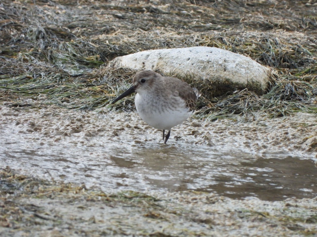 חופית אלפינית - ML646177670