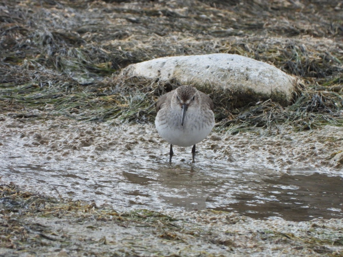 חופית אלפינית - ML646177671