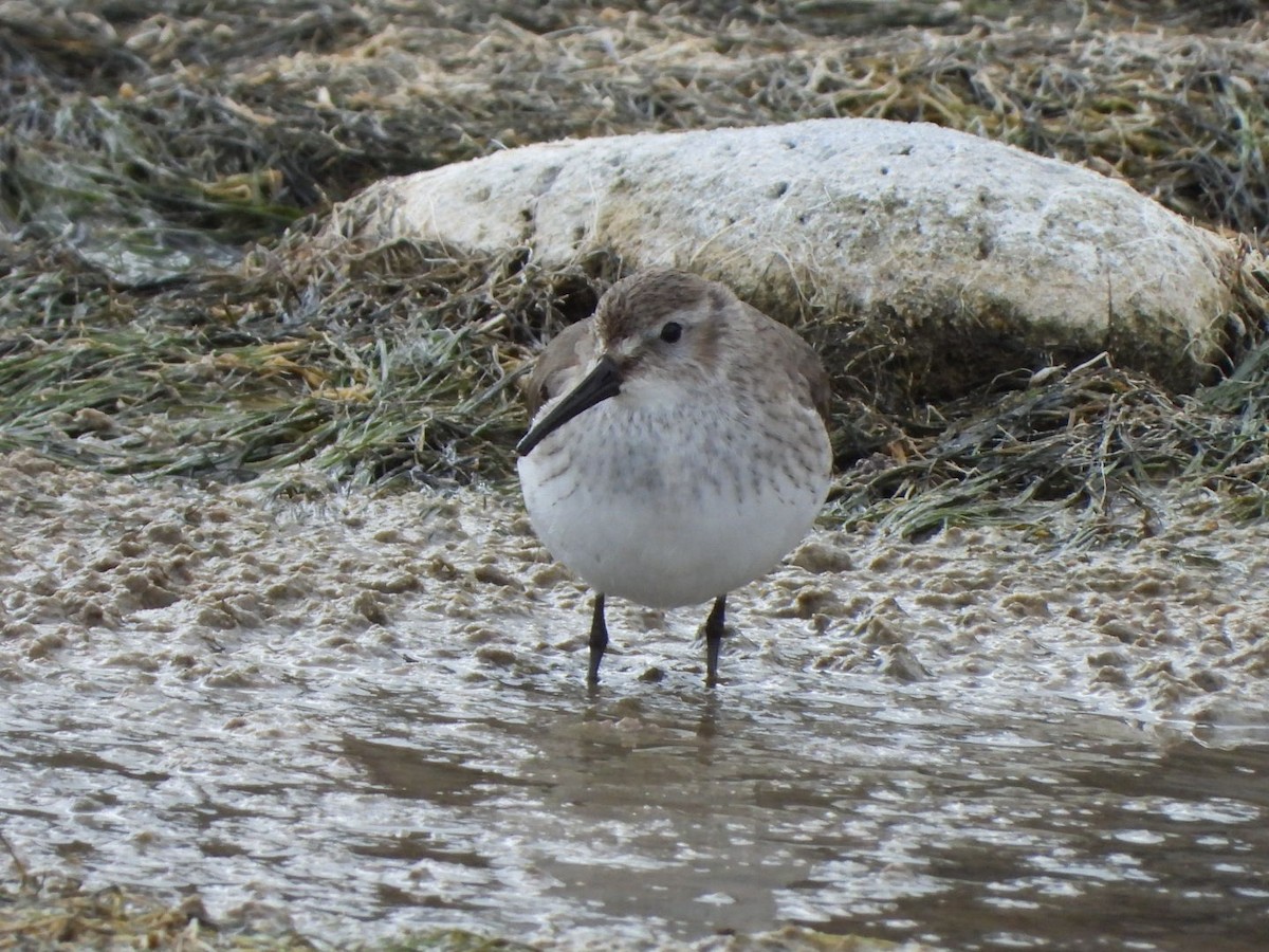 חופית אלפינית - ML646177672