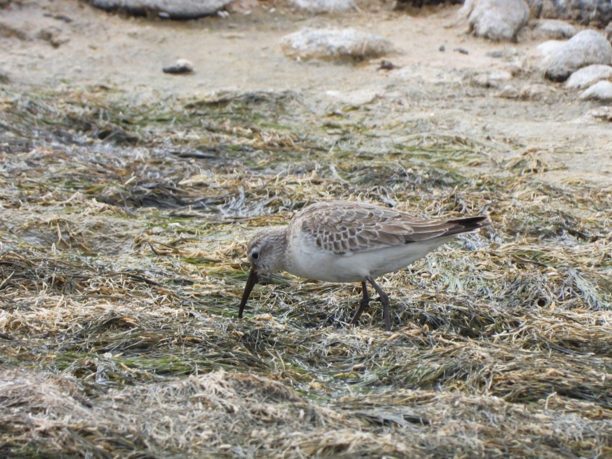 חופית מגלית - ML646177674