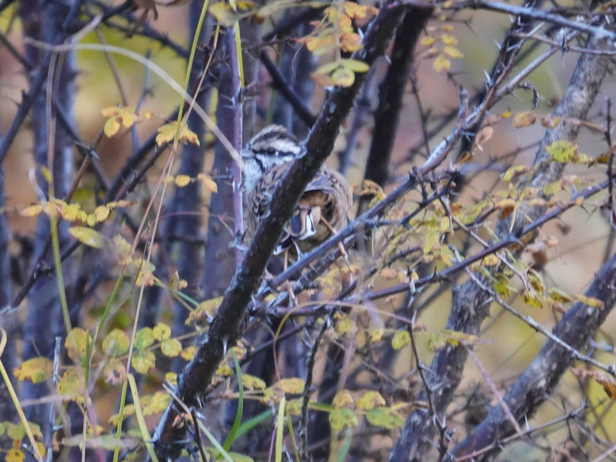 גיבתון סלעים - ML646177682