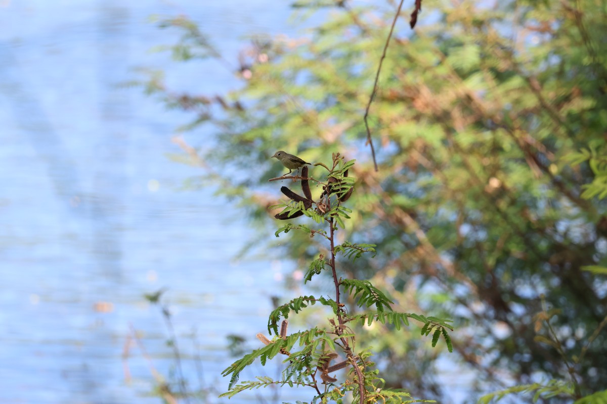 Northern Yellow Warbler - ML646177683