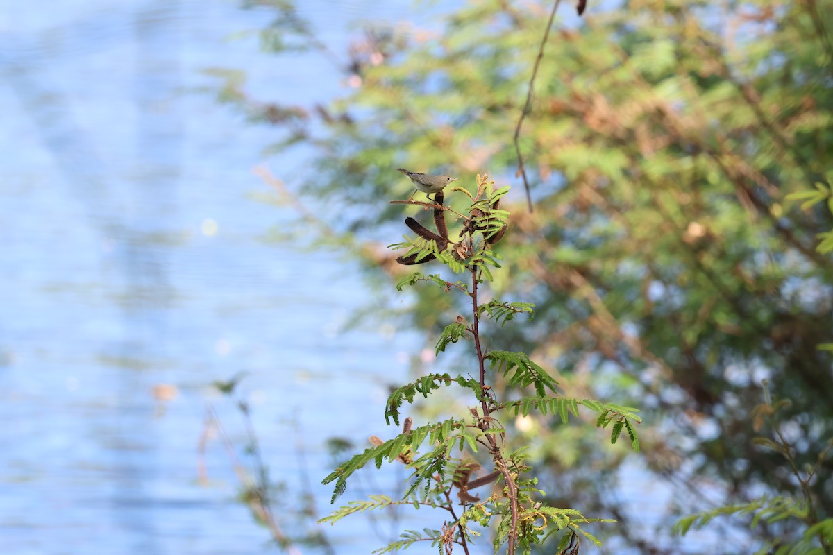 Northern Yellow Warbler - ML646177684