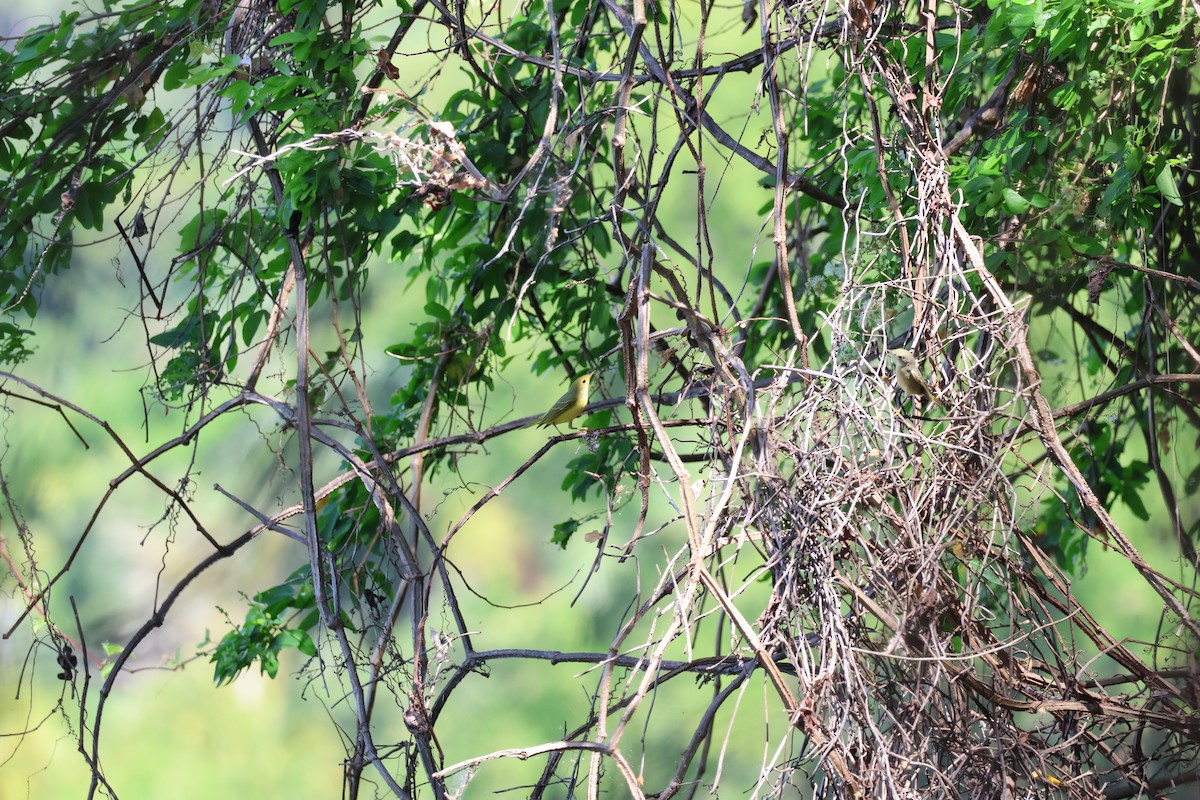 Northern Yellow Warbler - ML646177685