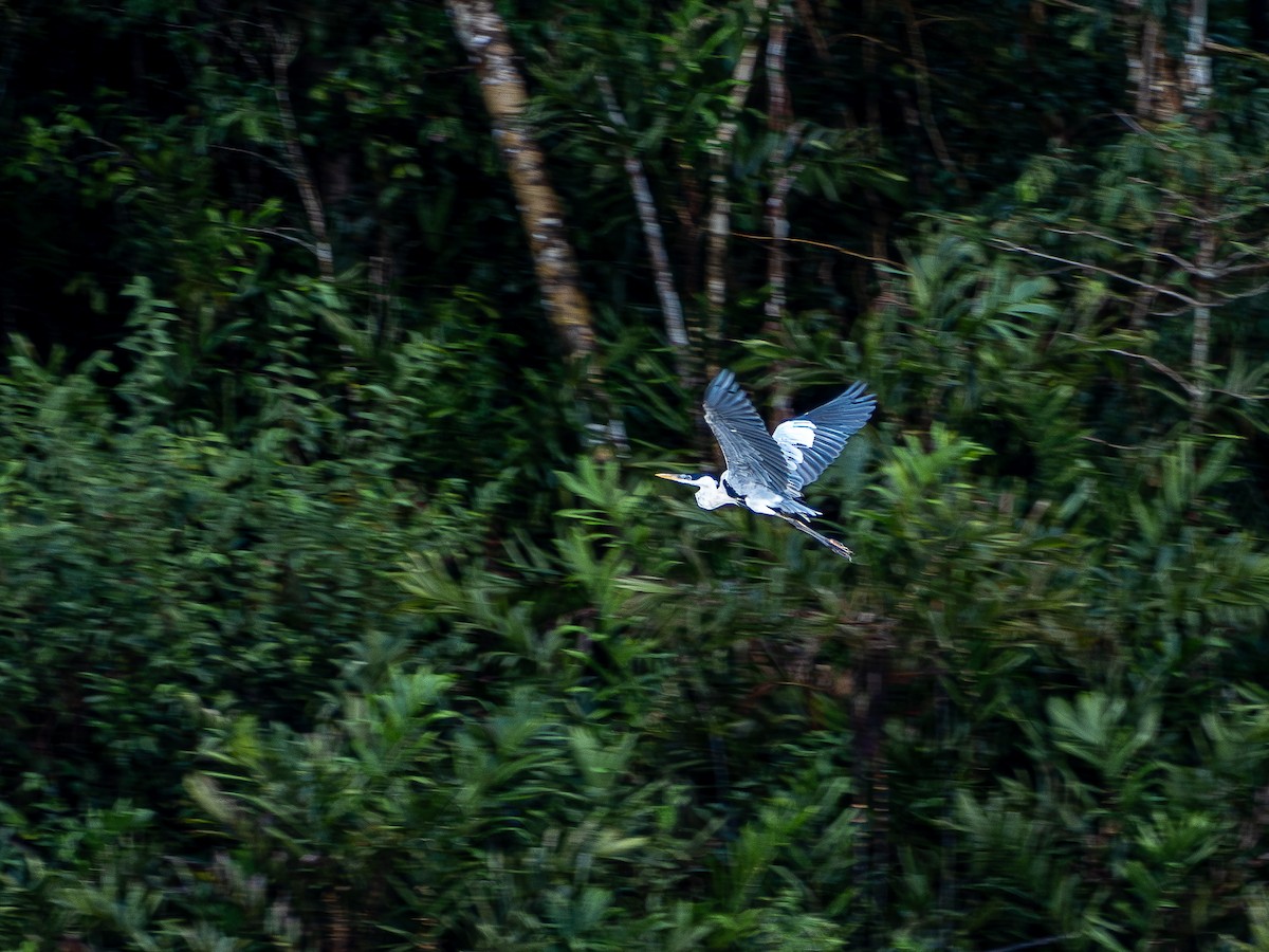 Cocoi Heron - ML646177688