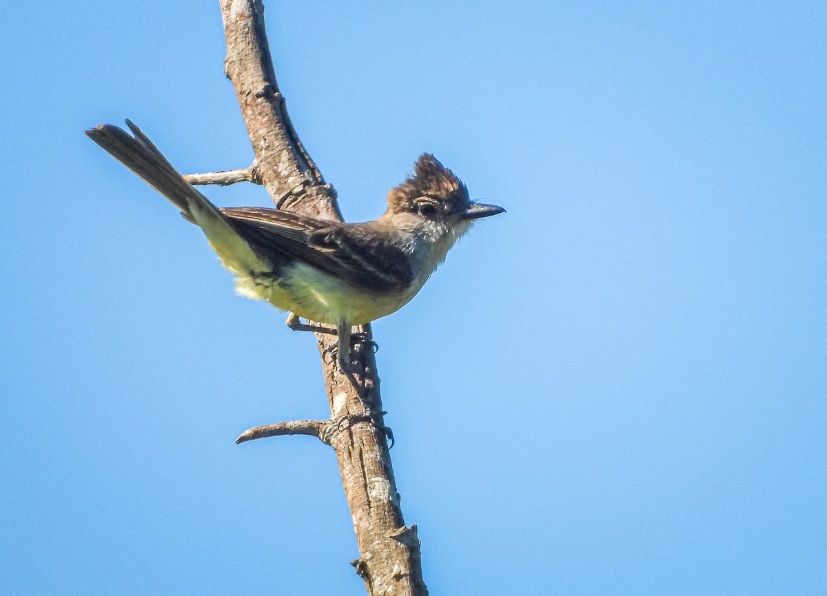 Plain-crested Elaenia - ML646177689