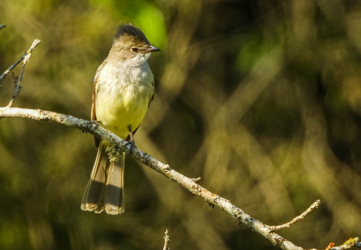 Yellow-bellied Elaenia - ML646177691