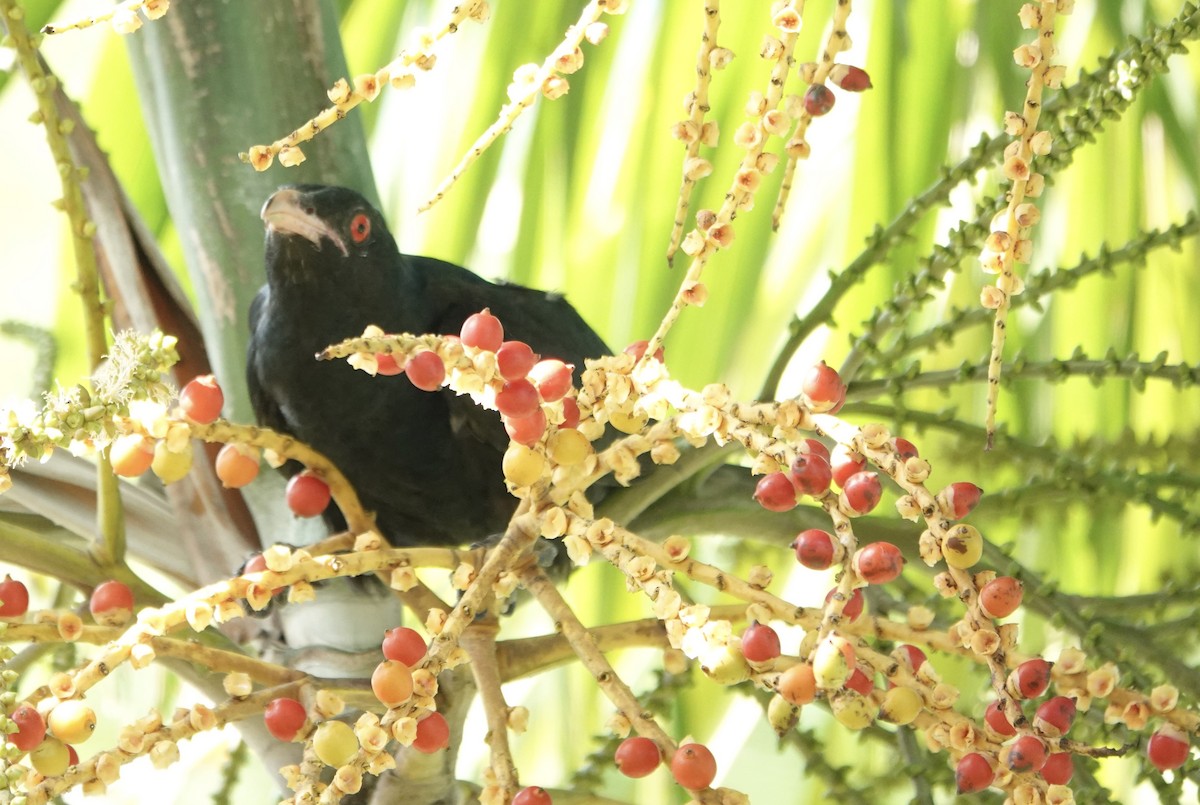קואל אסייתי - ML646177692