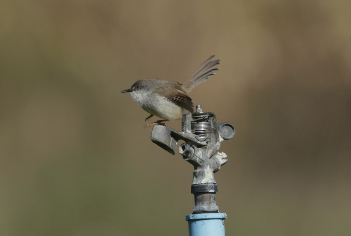 Gray-breasted Prinia - ML646177693