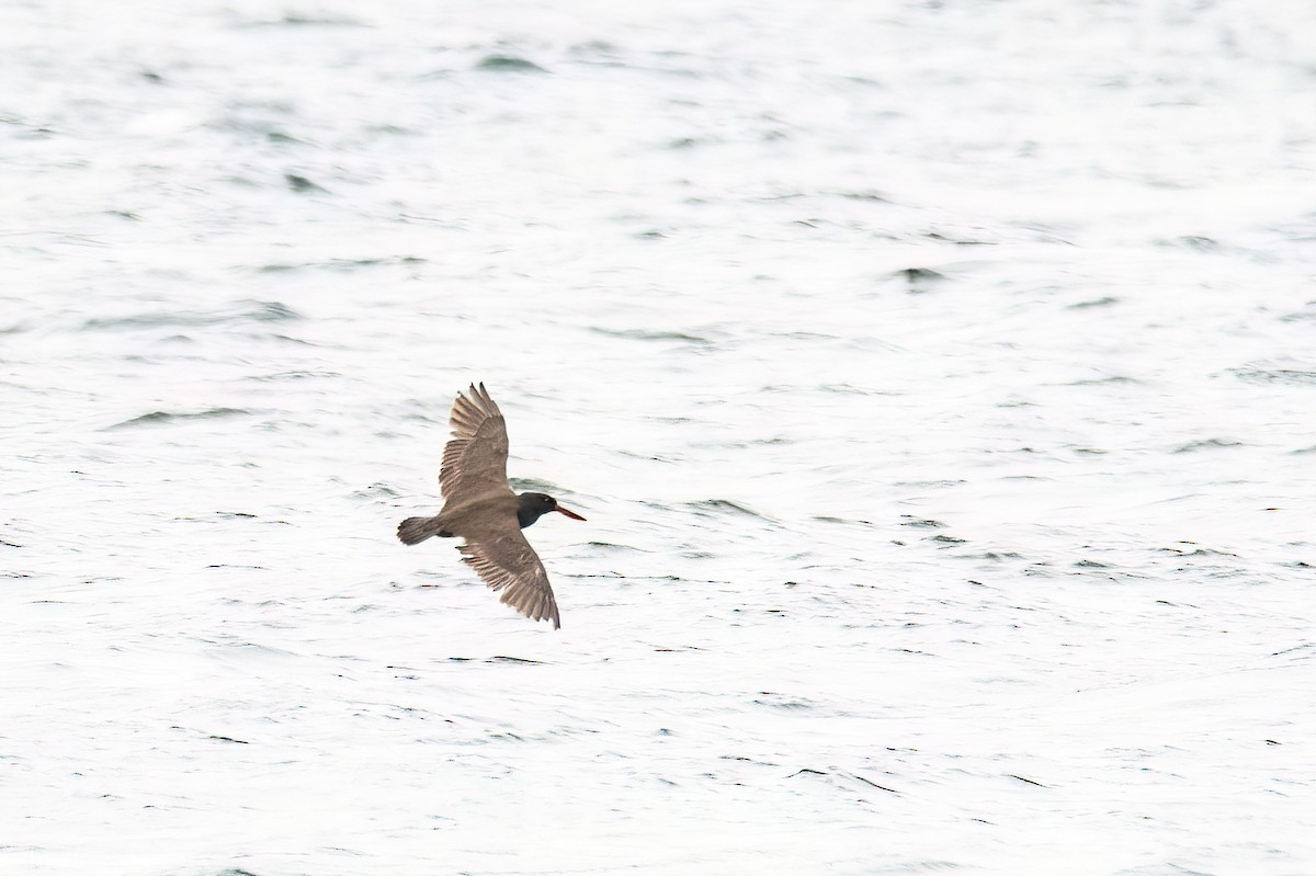 Blackish Oystercatcher - ML646177694