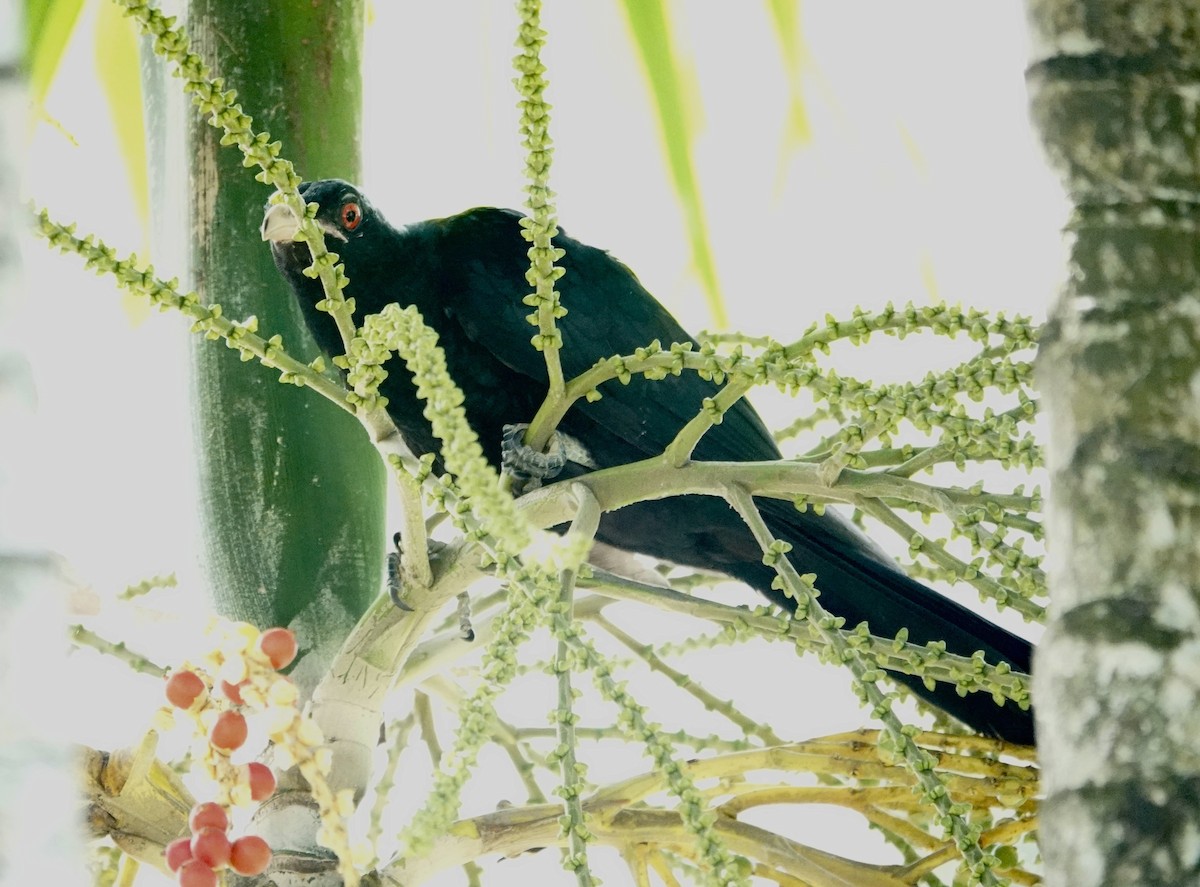 קואל אסייתי - ML646177695