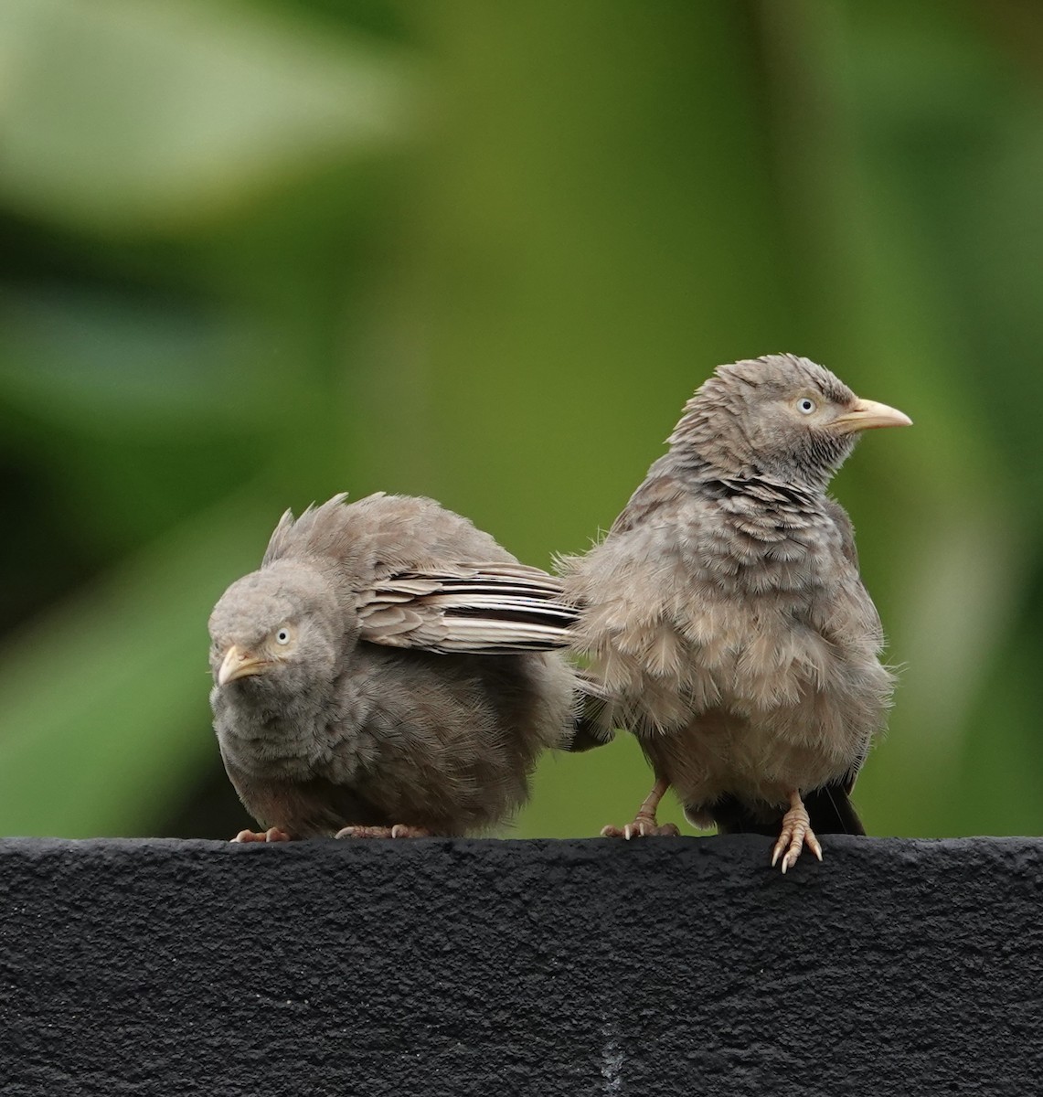 Yellow-billed Babbler - ML646177700