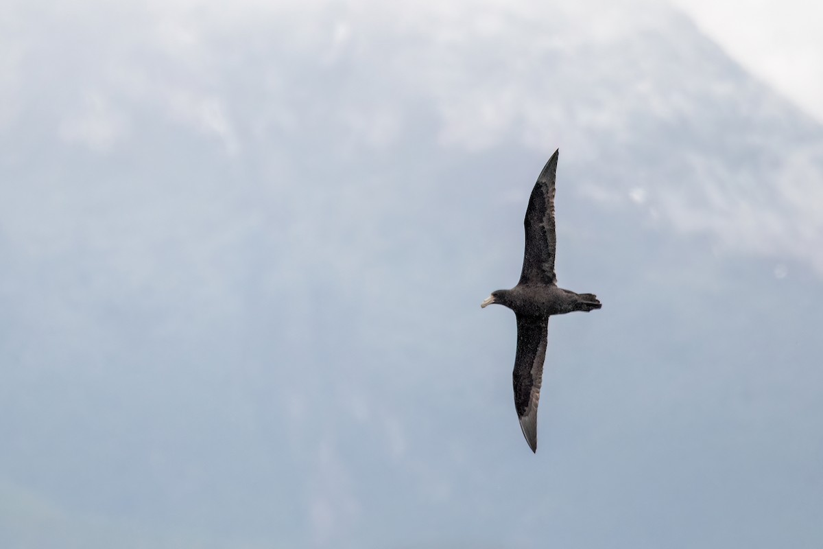 סערון-ענק דרומי - ML646177701