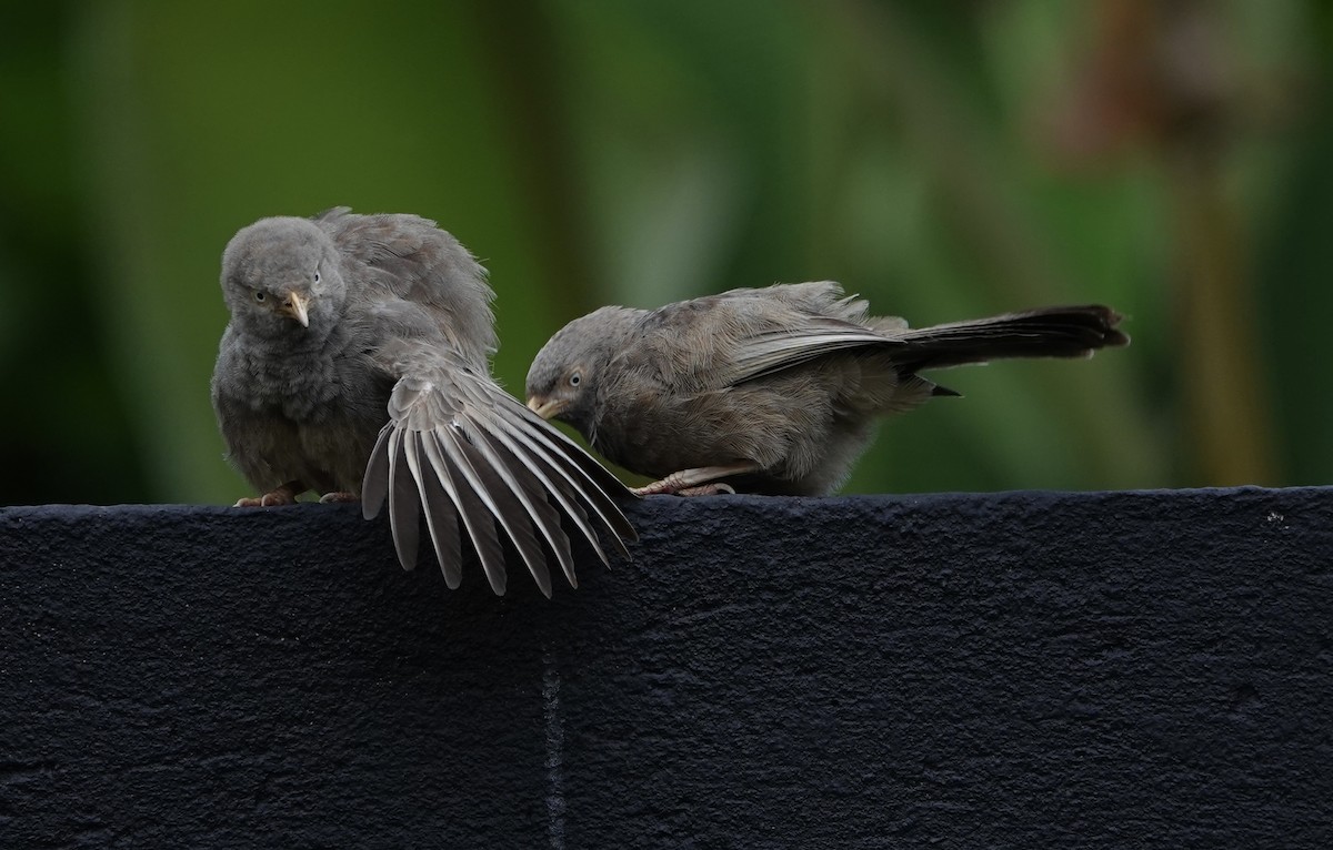 Yellow-billed Babbler - ML646177702
