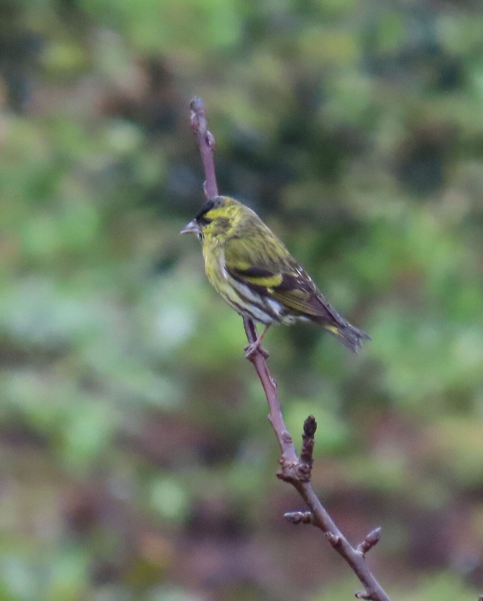 חורפי - ML646177703