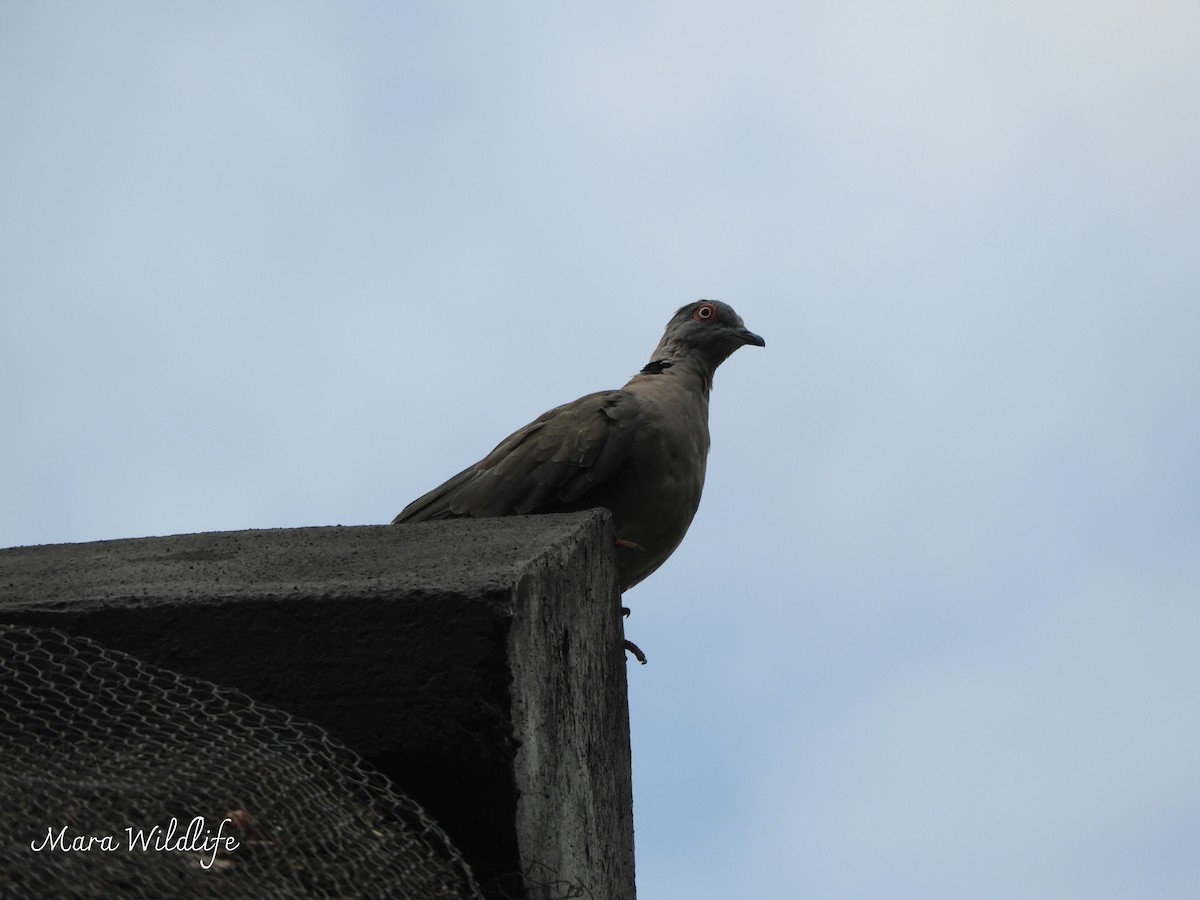 Mourning Collared-Dove - ML646177704
