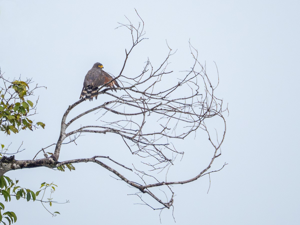 Roadside Hawk - ML646177705