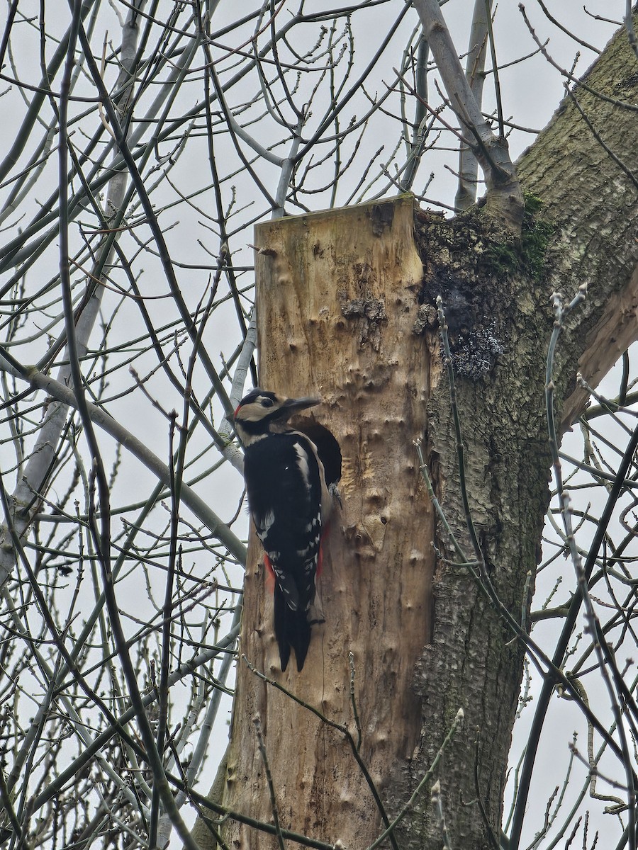 Great Spotted Woodpecker - ML646177712