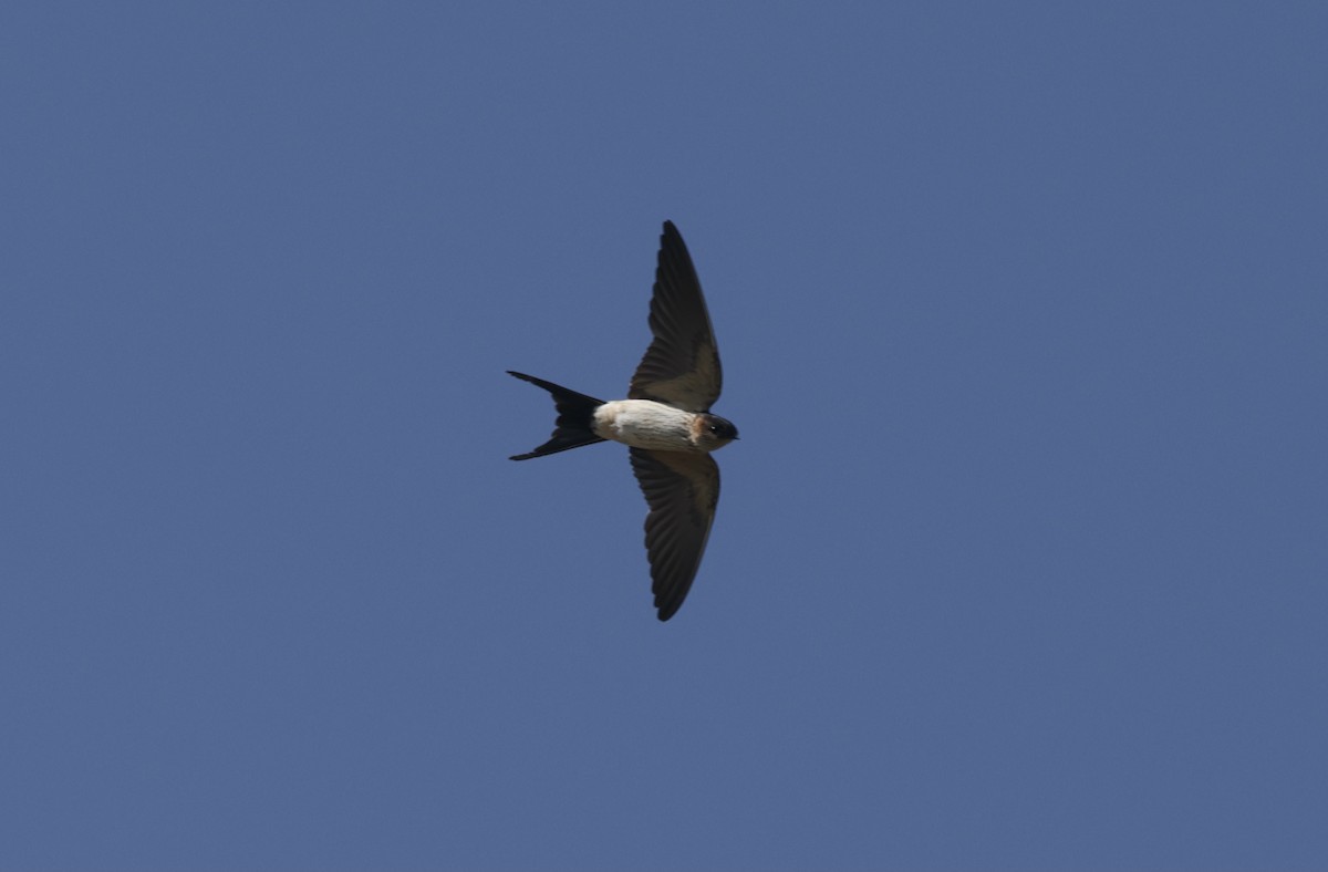 Eastern Red-rumped Swallow - ML646177722