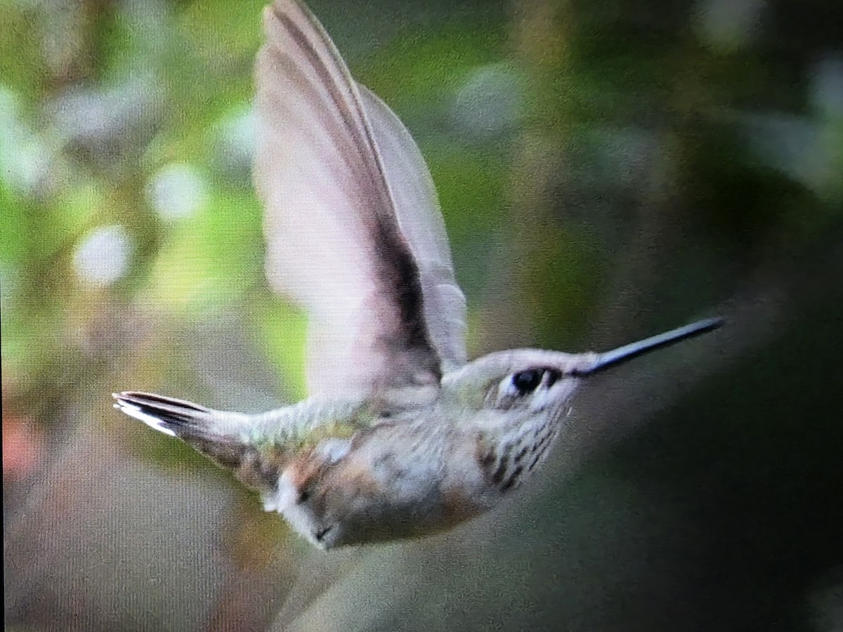 Calliope Hummingbird - ML646177724