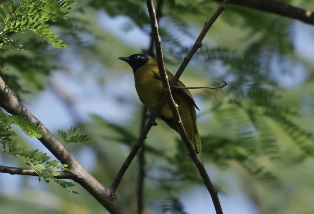Black-headed Bulbul - ML646177732