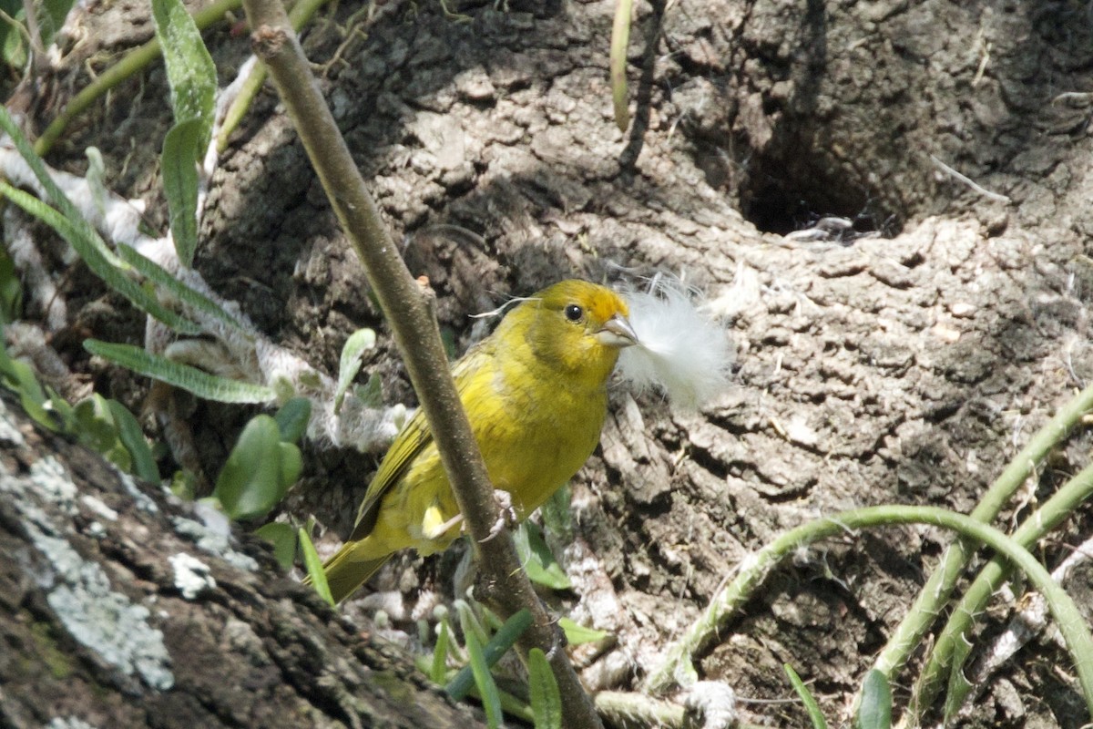 Saffron Finch - ML646177734