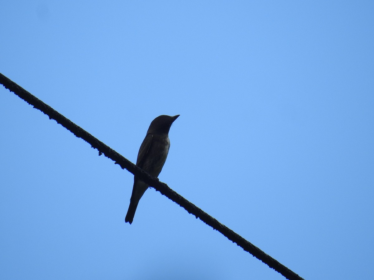 Olive-sided Flycatcher - ML646177736