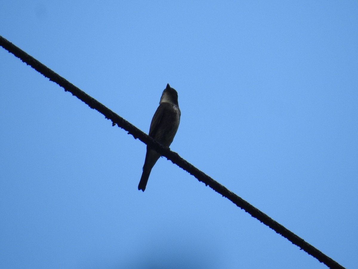 Olive-sided Flycatcher - ML646177737
