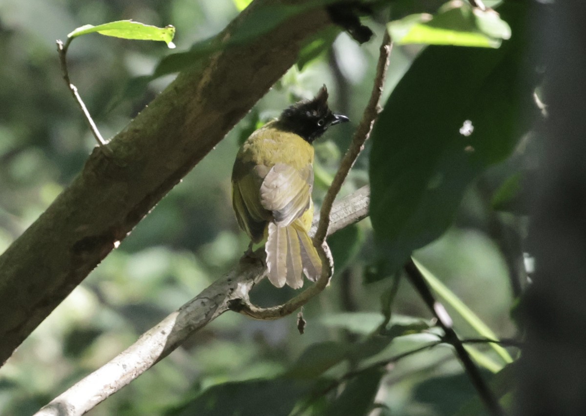 Black-crested Bulbul - ML646177739