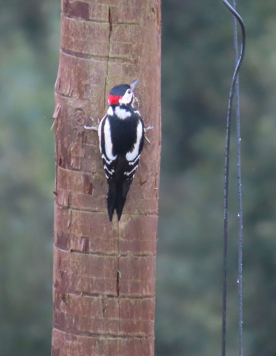 נקר עקוד - ML646177742