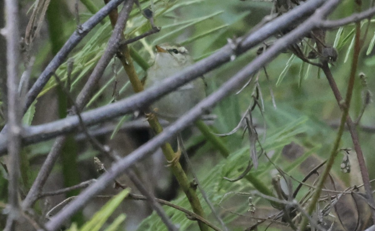 Yellow-browed Warbler - ML646177745