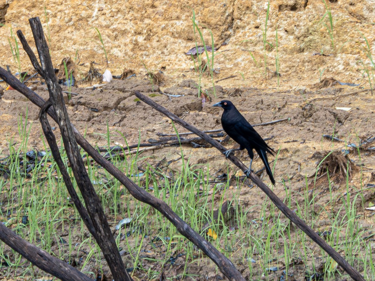 Giant Cowbird - ML646177748