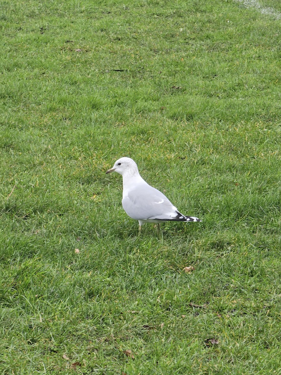 Common Gull - ML646177749