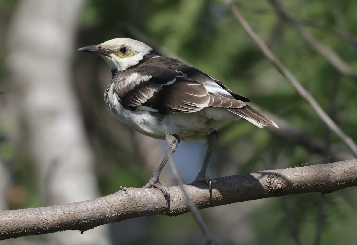 Black-collared Starling - ML646177751