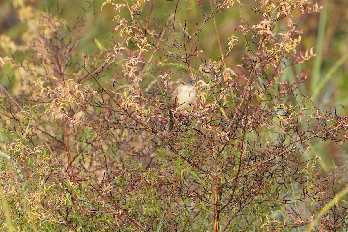 bird sp. - ML646177752