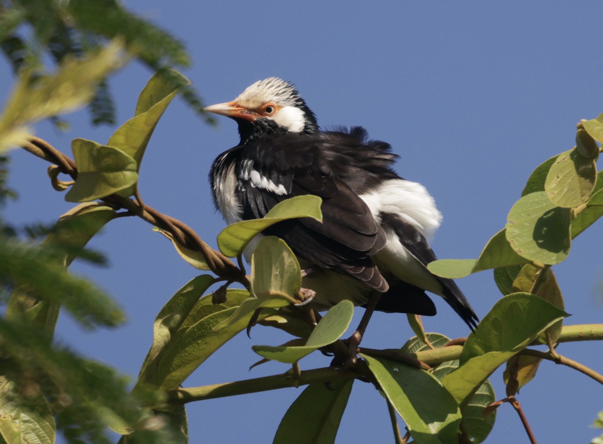 Siamese Pied Starling - ML646177753