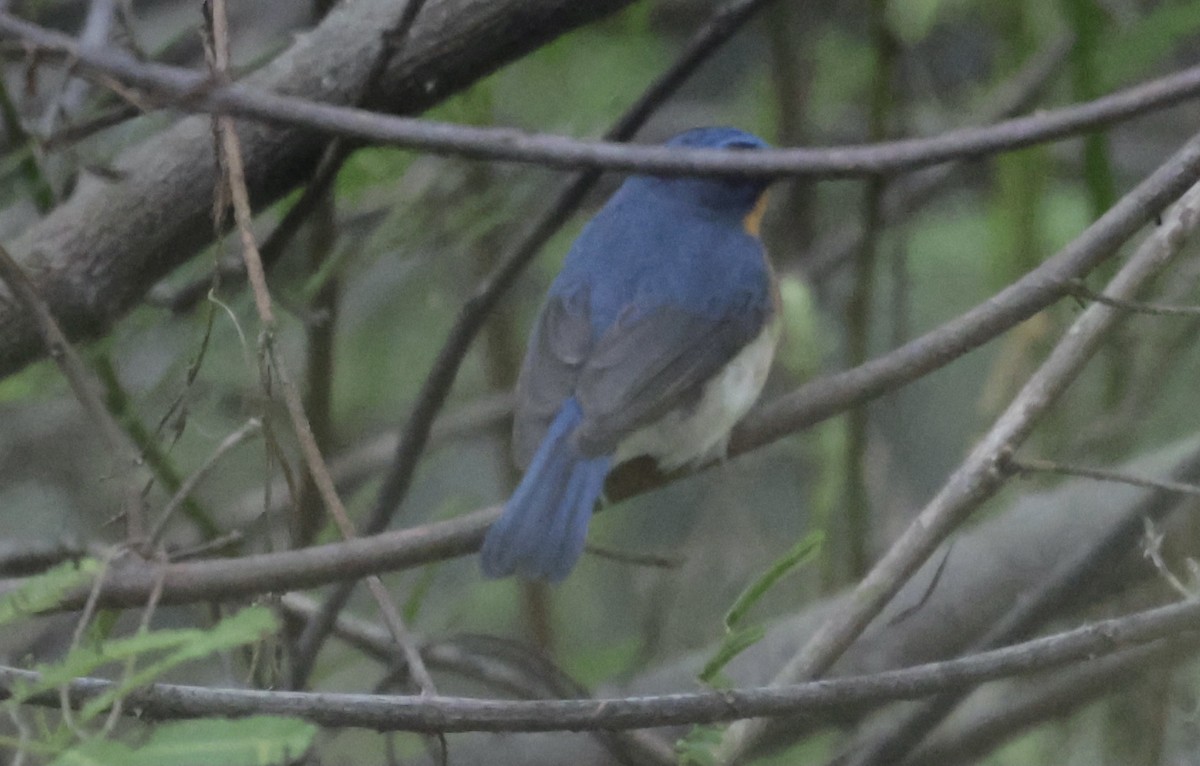 Hainan Blue/Blue-throated/Chinese Blue Flycatcher - ML646177758