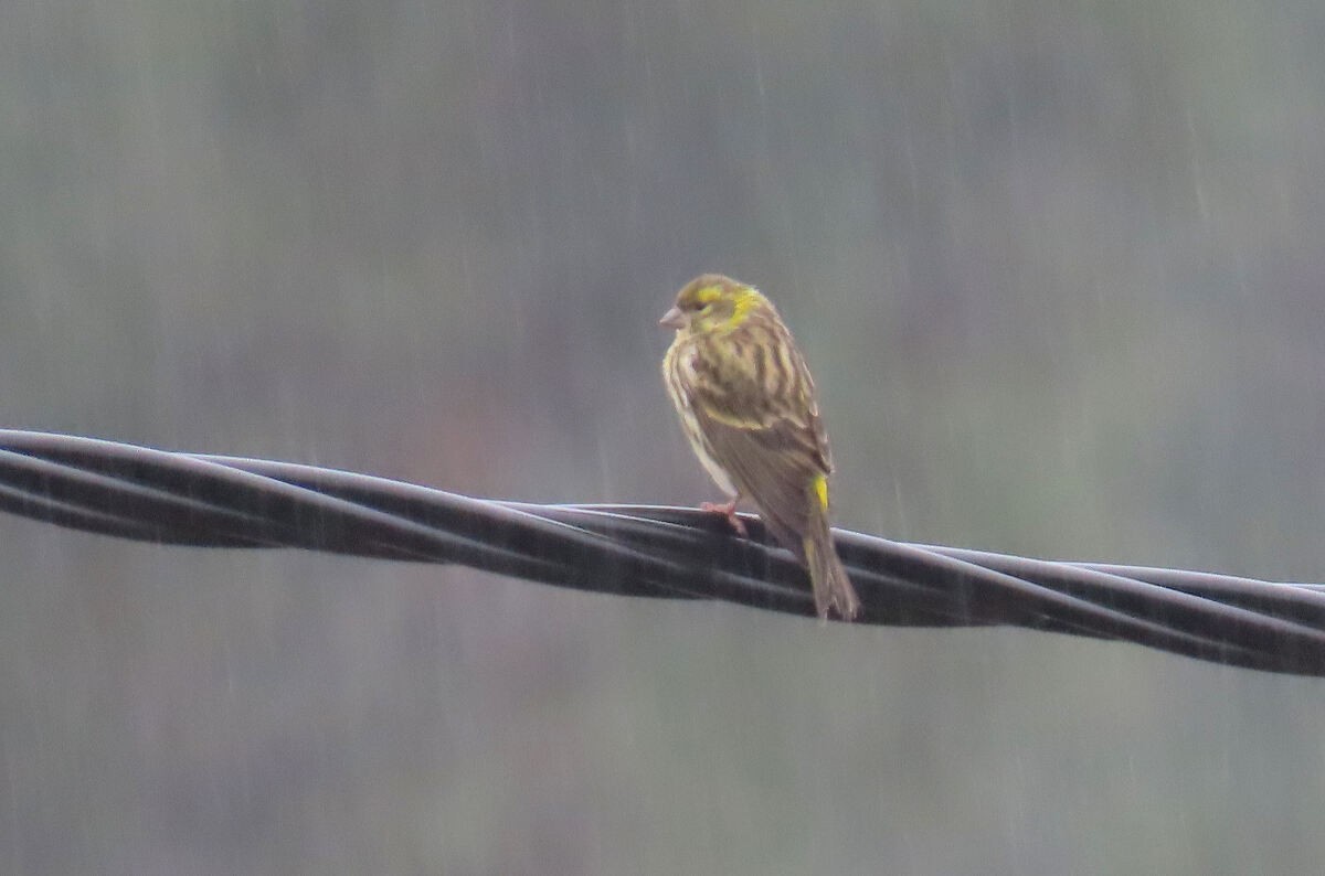 בזבוז אירופי - ML646177760