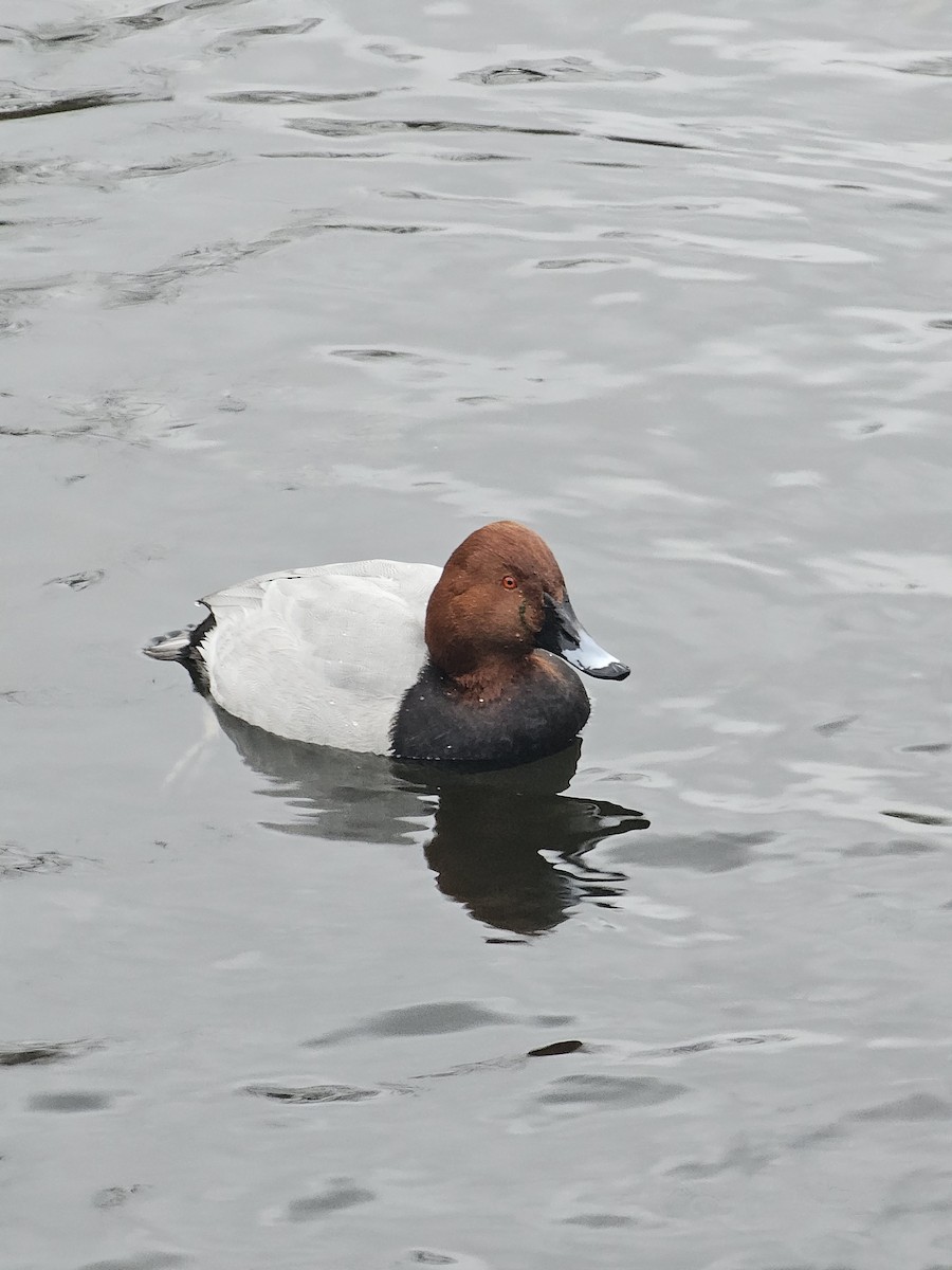 Common Pochard - ML646177761