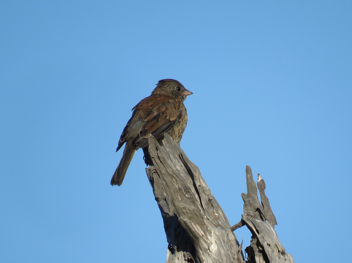 Dark-eyed Junco - ML646177762