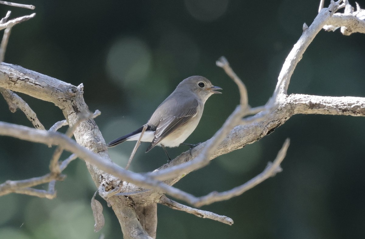 Taiga Flycatcher - ML646177765