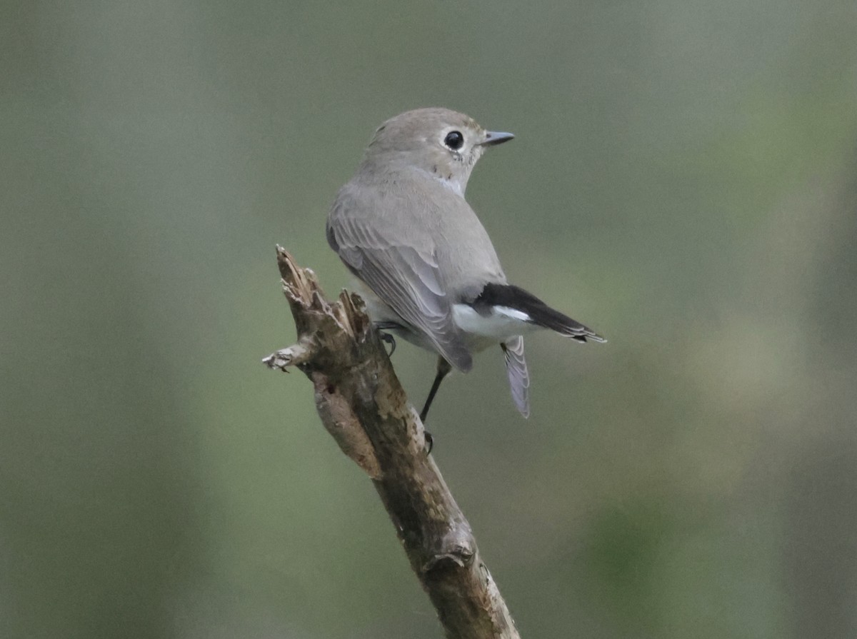 Taiga Flycatcher - ML646177766