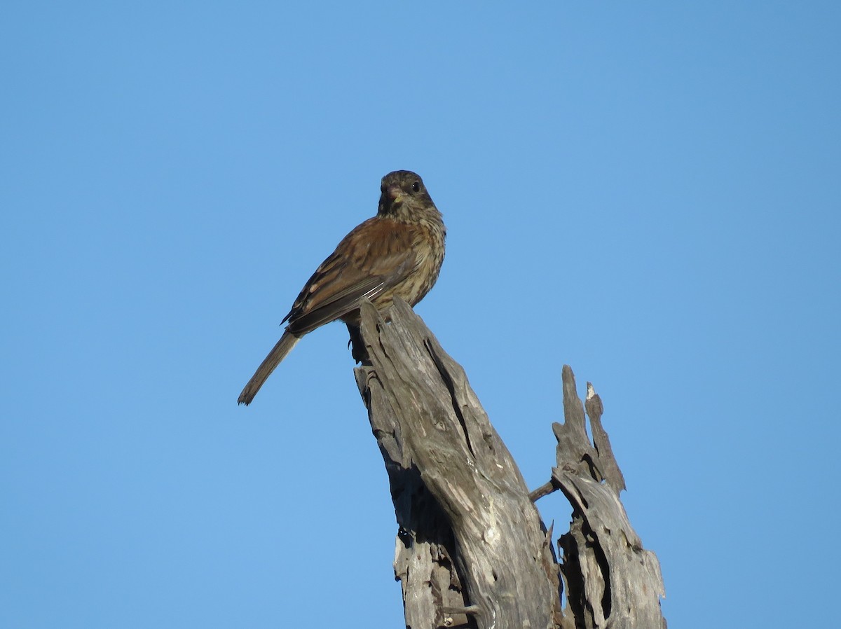 Dark-eyed Junco - ML646177768