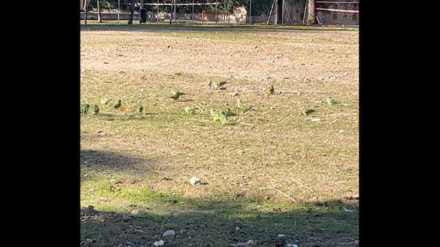 Monk Parakeet - ML646177773