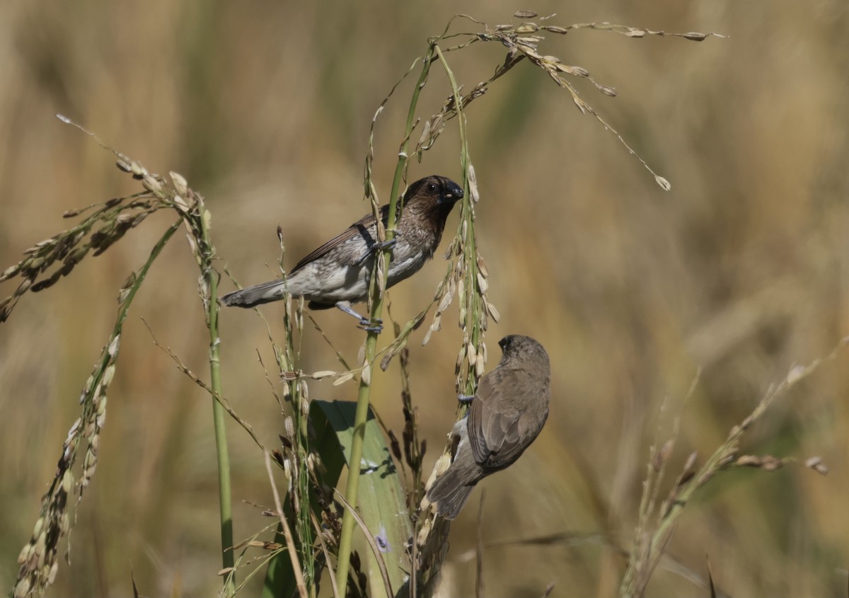 Scaly-breasted Munia - ML646177776