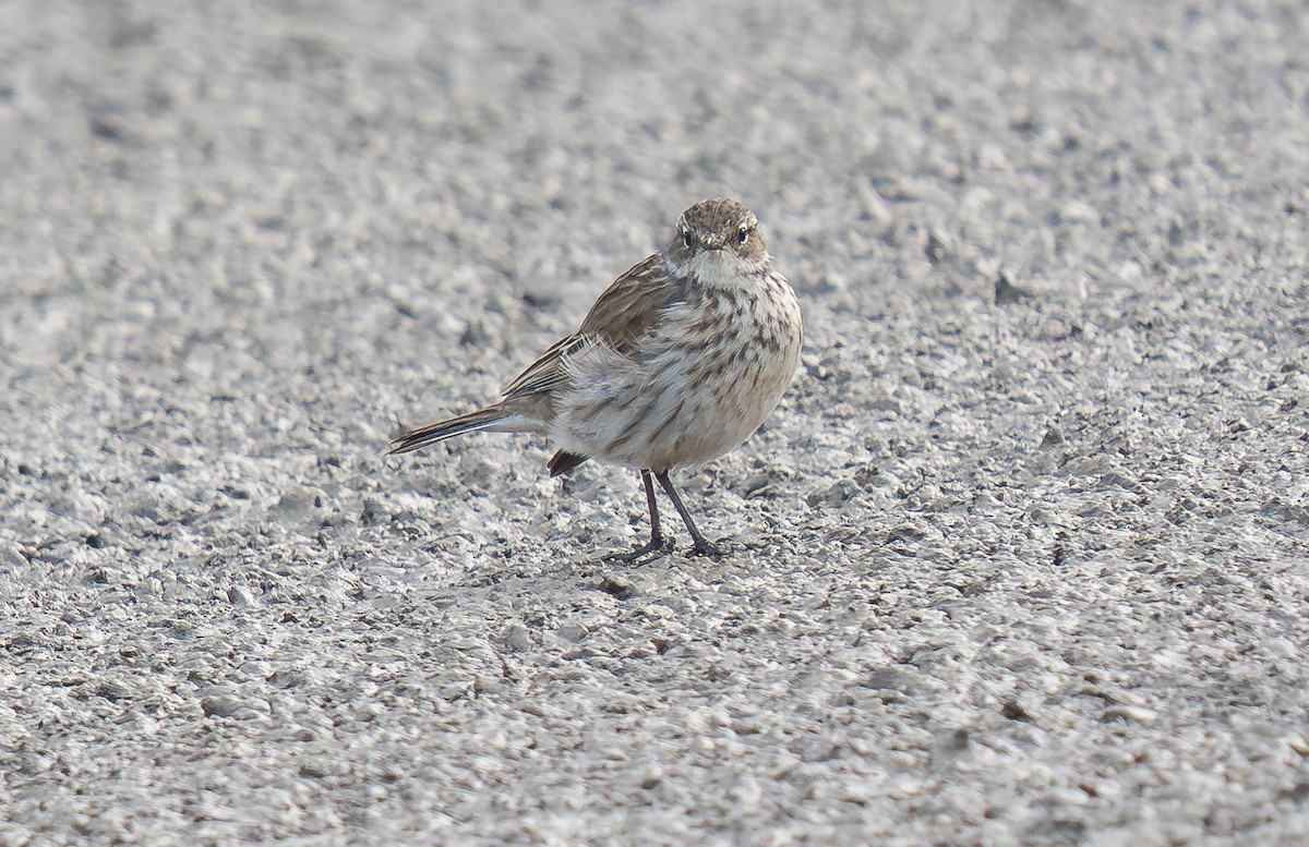 Water Pipit - ML646177777