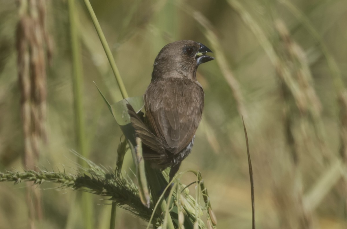 Scaly-breasted Munia - ML646177778