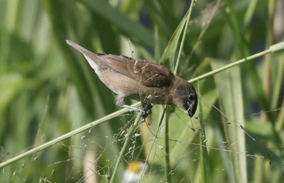 Scaly-breasted Munia - ML646177779