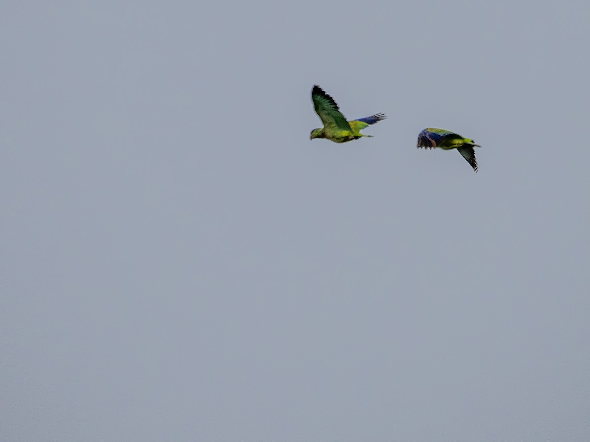 Festive Amazon - ML646177789