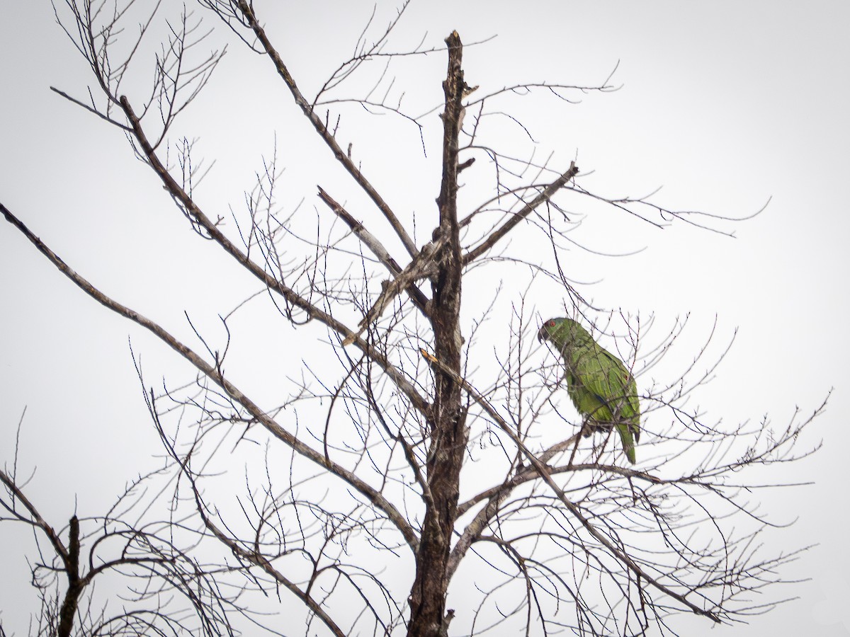 Festive Amazon - ML646177790